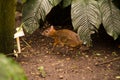 The little mouse-deer walks through the vegetation in the forest