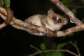 A little mouse lemur on a branch, taken at night Royalty Free Stock Photo