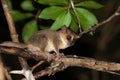 A little mouse lemur on a branch, taken at night Royalty Free Stock Photo