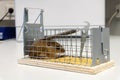 A mouse trapped in a mousetrap, close-up Royalty Free Stock Photo