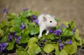 Little mouse sitting on a flower violet