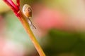 Little moving snail Royalty Free Stock Photo