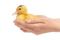Little mulard duck in hands on a white background, close-up Royalty Free Stock Photo
