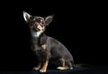Little multi-colored chihuahua in black background