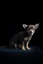 Little multi-colored chihuahua in black background