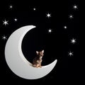 Little multi-colored chihuahua at moon in starry background Royalty Free Stock Photo