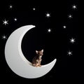 Little multi-colored chihuahua at moon in starry background