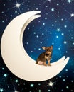 Little multi-colored chihuahua at moon in starry background