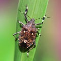 Little multicolored bug on leaf Royalty Free Stock Photo