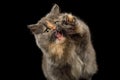 Little Munchkin Cat on Isolated Black background