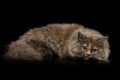 Little Munchkin Cat on Isolated Black background Royalty Free Stock Photo