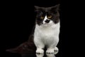 Little Munchkin Cat on Isolated Black background Royalty Free Stock Photo