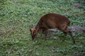 little muntjak deer