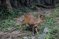 little muntjak deer