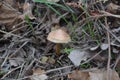 Little mushroom in autumn wood