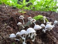 Little mushroom Royalty Free Stock Photo