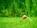 Little mushroom with dew in the garden Royalty Free Stock Photo