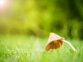 Little mushroom with dew on the morning Royalty Free Stock Photo