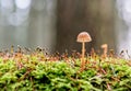 Little mushroom Royalty Free Stock Photo
