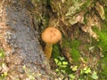 Little mushroom in the forest Royalty Free Stock Photo