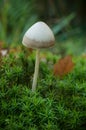 little mushroom in the forest Royalty Free Stock Photo
