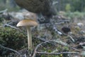 Little mushroom in the forest