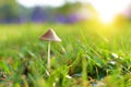 Little Mushroom on Grass Royalty Free Stock Photo