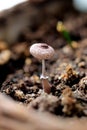 Little mushroom. Green leaf texture. Nature floral background. Organic botanical beauty macro closeup Royalty Free Stock Photo