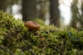 A little mushroom growing at the moss in Dark magic forest