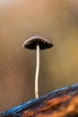 Little mushroom on a log under the rain Royalty Free Stock Photo