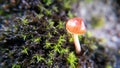 Little Mushroom and Moss Royalty Free Stock Photo