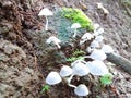 Little mushroom in raining season very beautifull