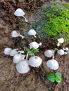 Little mushroom in raining season very beautifull