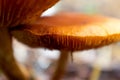 A little mushroom seeking shelter