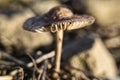 Little mushroom toadstool in the sun during sunset