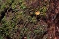 little mushroom on tree in forest