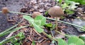 Little mushrooms in a forest