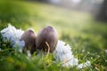 Little mushrooms in the snow.