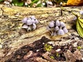 Little mushrooms in tropical rainforest