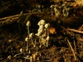 Little mushrooms umbrellas # 1 Royalty Free Stock Photo