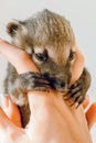 Little Nasua in the arms of a zoo worker after feeding. Light background Royalty Free Stock Photo