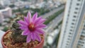 Little Nature in The Big City Concept, Small Cactus with Bloom Flower in The Flowerpot at The Corner with Cityscape Background