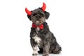 Little naughty metis dog wearing devil horns