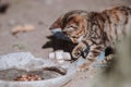 Little naughty striped gray-brown kitten eating a freshly caught fish from an old plate on a sunny day on the street Royalty Free Stock Photo