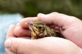 Little nestling swallows river (Swift), a man holds in his hands