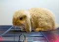 A little netherland dwarf rabbit Royalty Free Stock Photo