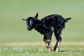 Little new born baby goat on field