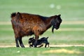 Little new born baby goat on field in spring