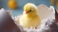 Little new born chick inside eggshell Newborn yellow small chicken. Poultry bird