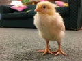 Little newborn chick